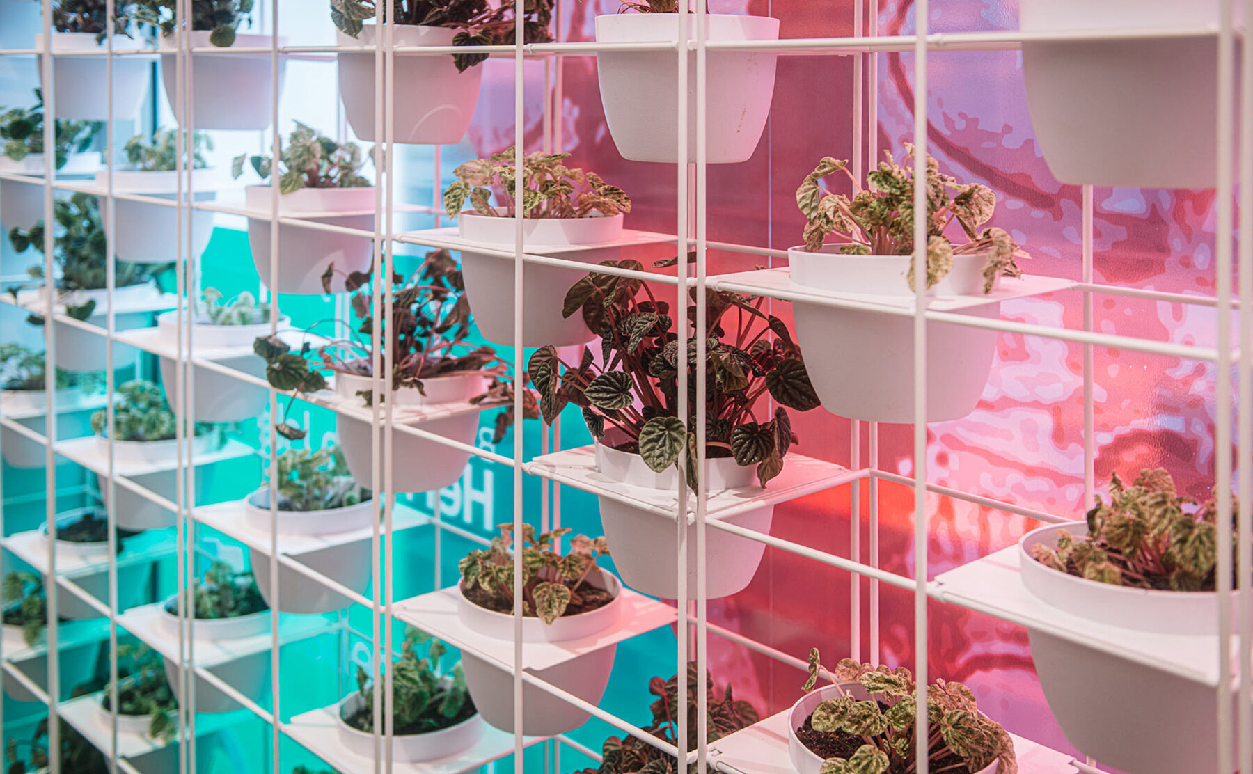 A striking vertical garden wall featuring a grid of white metal frames and a vibrant gradient backdrop that enhances the natural greenery.