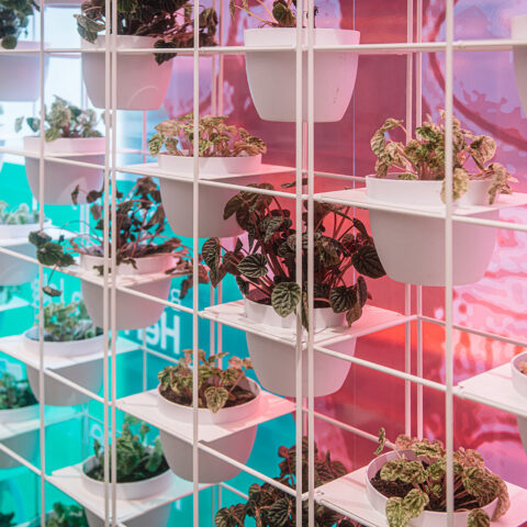 A striking vertical garden wall featuring a grid of white metal frames and a vibrant gradient backdrop that enhances the natural greenery.