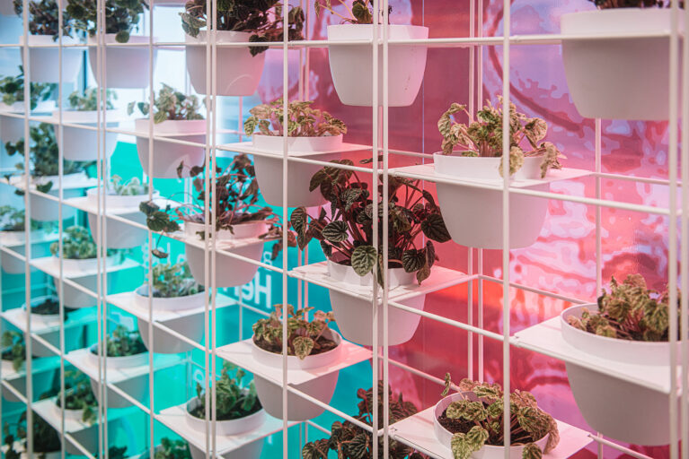 A striking vertical garden wall featuring a grid of white metal frames and a vibrant gradient backdrop that enhances the natural greenery.