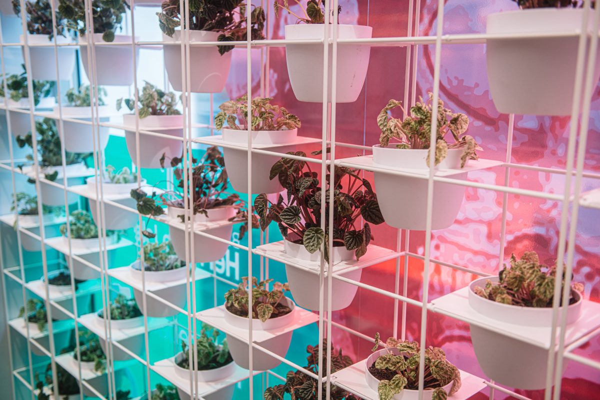 A striking vertical garden wall featuring a grid of white metal frames and a vibrant gradient backdrop that enhances the natural greenery.